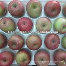 Export fresh Fuji apple